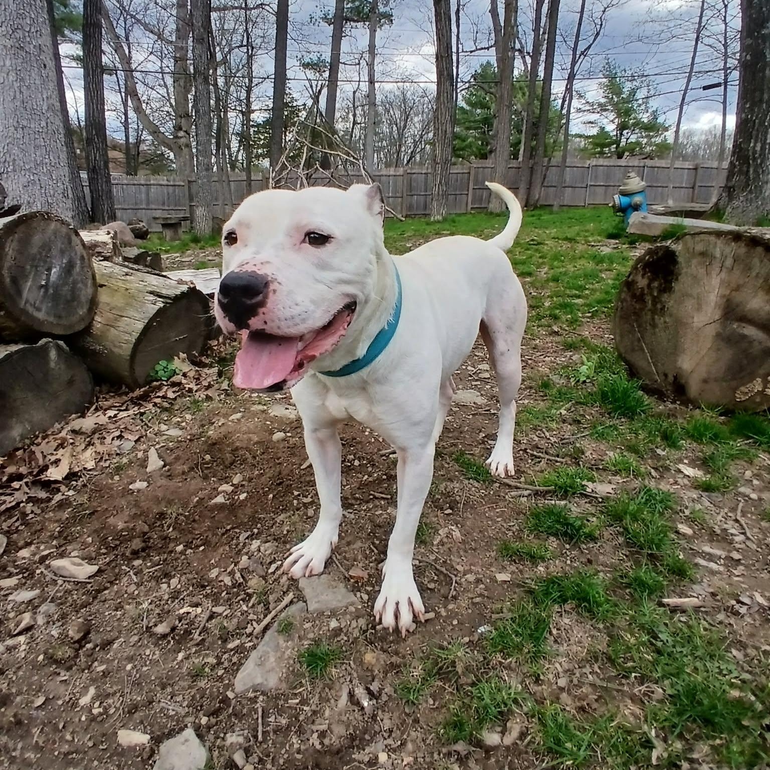 Enlarge Clarke, a Adoptable mixed breed in Saugerties, NY image 5/6