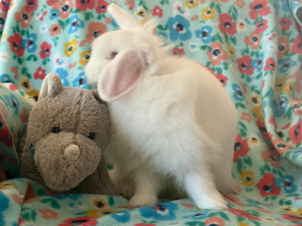 Fifi, Adoptable, Young Female Angora Rabbit.
