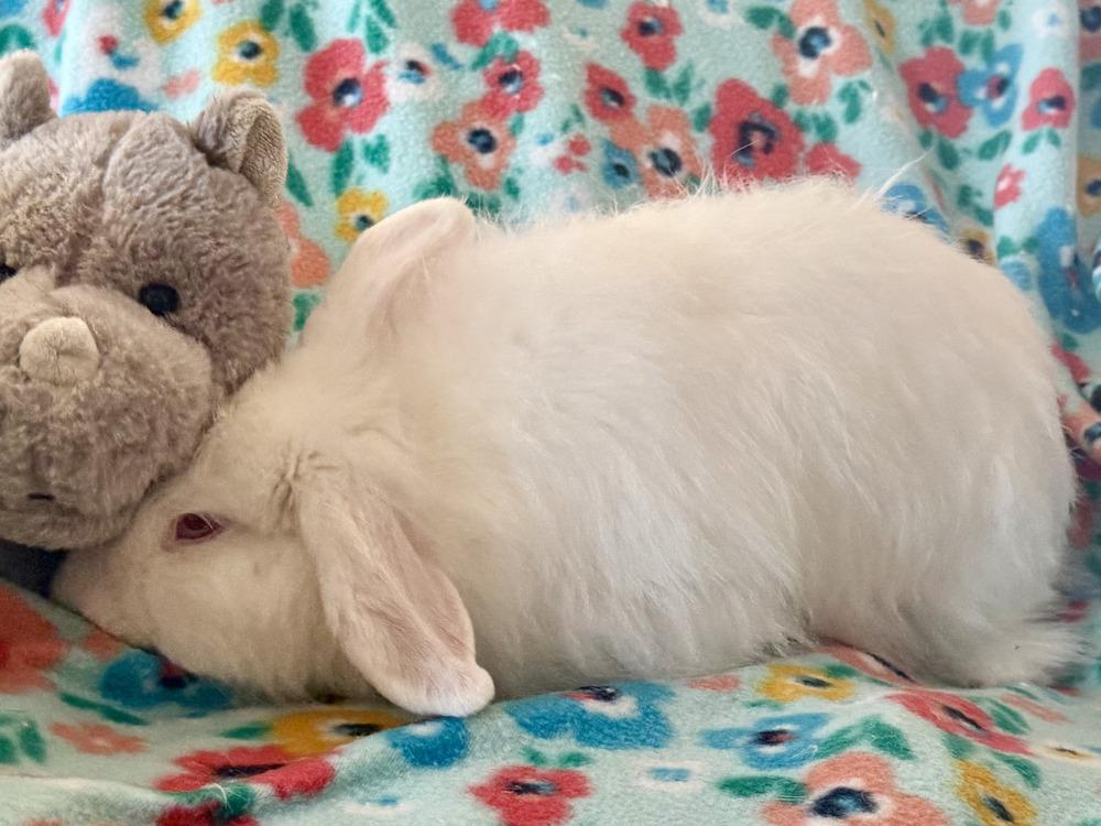 Enlarge Fifi, a Adoptable mixed breed in Naples, FL image 2/6