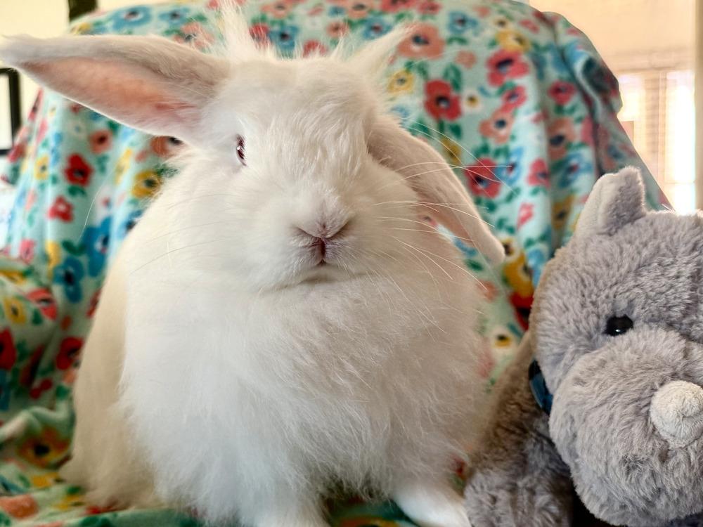 Enlarge Fifi, a Adoptable mixed breed in Naples, FL image 3/6