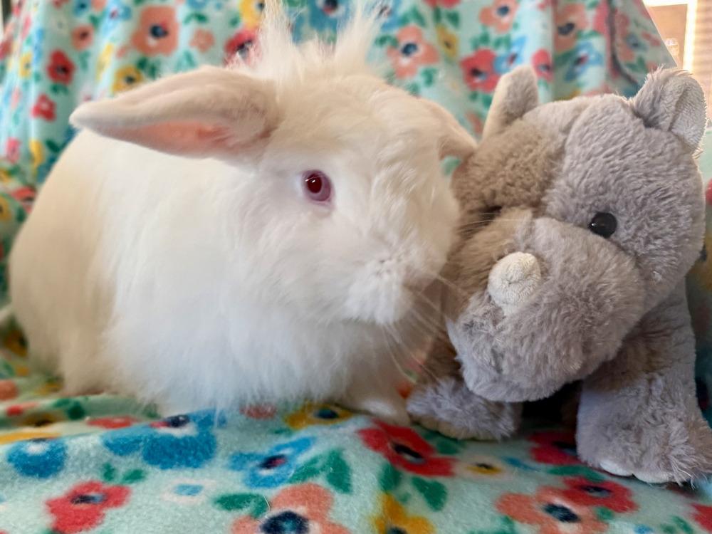 Enlarge Fifi, a Adoptable mixed breed in Naples, FL image 4/6