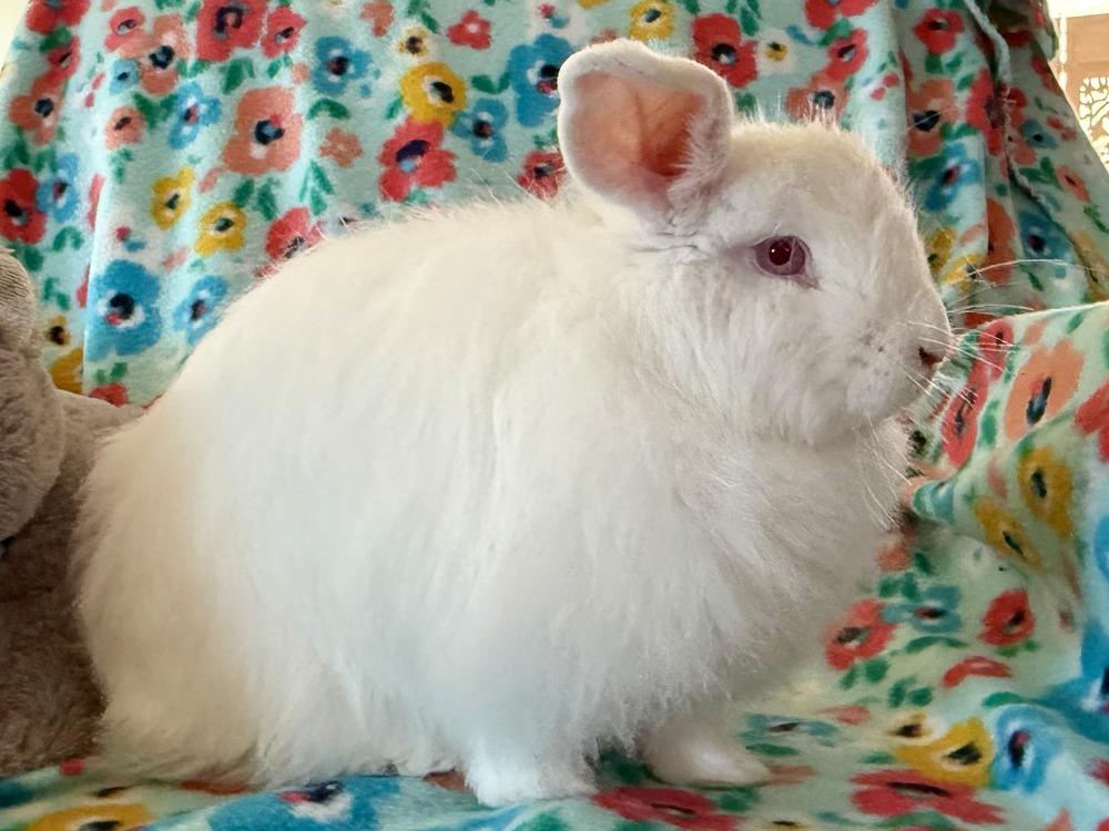 Enlarge Fifi, a Adoptable mixed breed in Naples, FL image 6/6