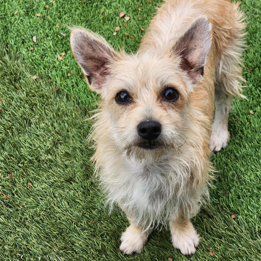 Figgy, Adoptable, Young Male Terrier.