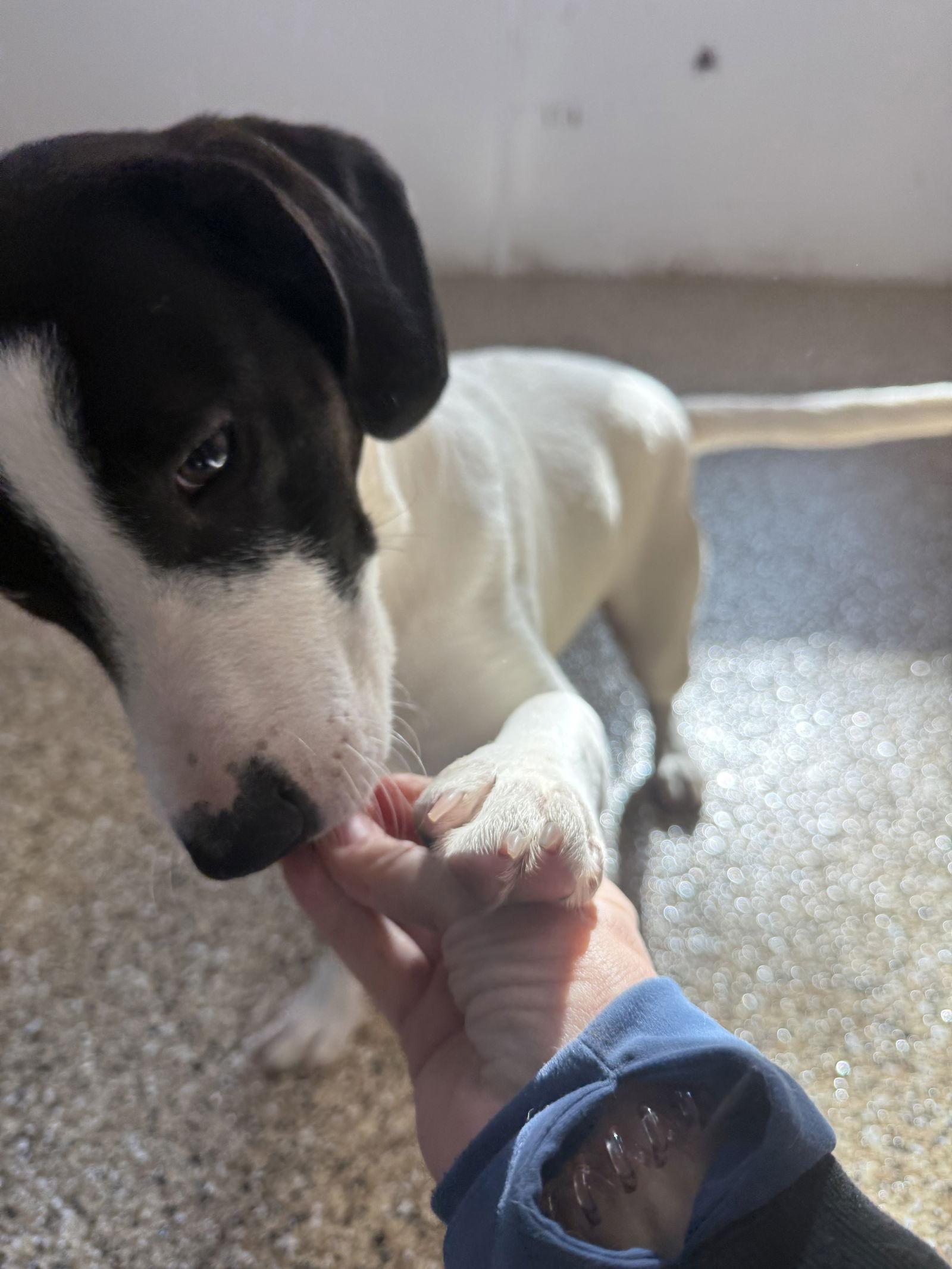 Enlarge Finn, a Adoptable mixed breed in Mooresville, NC image 2/3