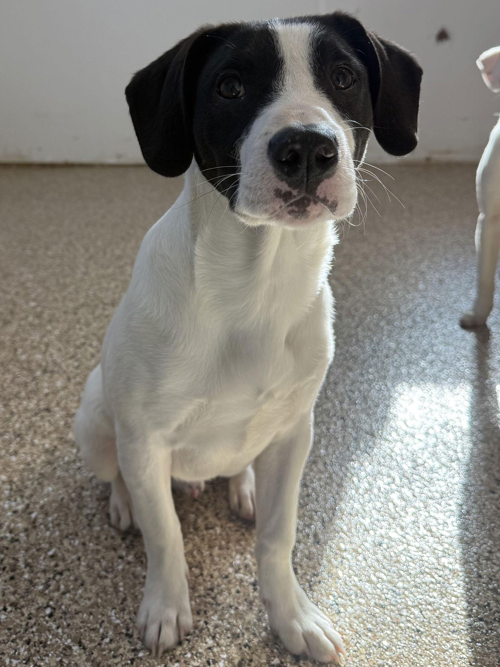 Enlarge Finn, a Adoptable mixed breed in Mooresville, NC image 3/3