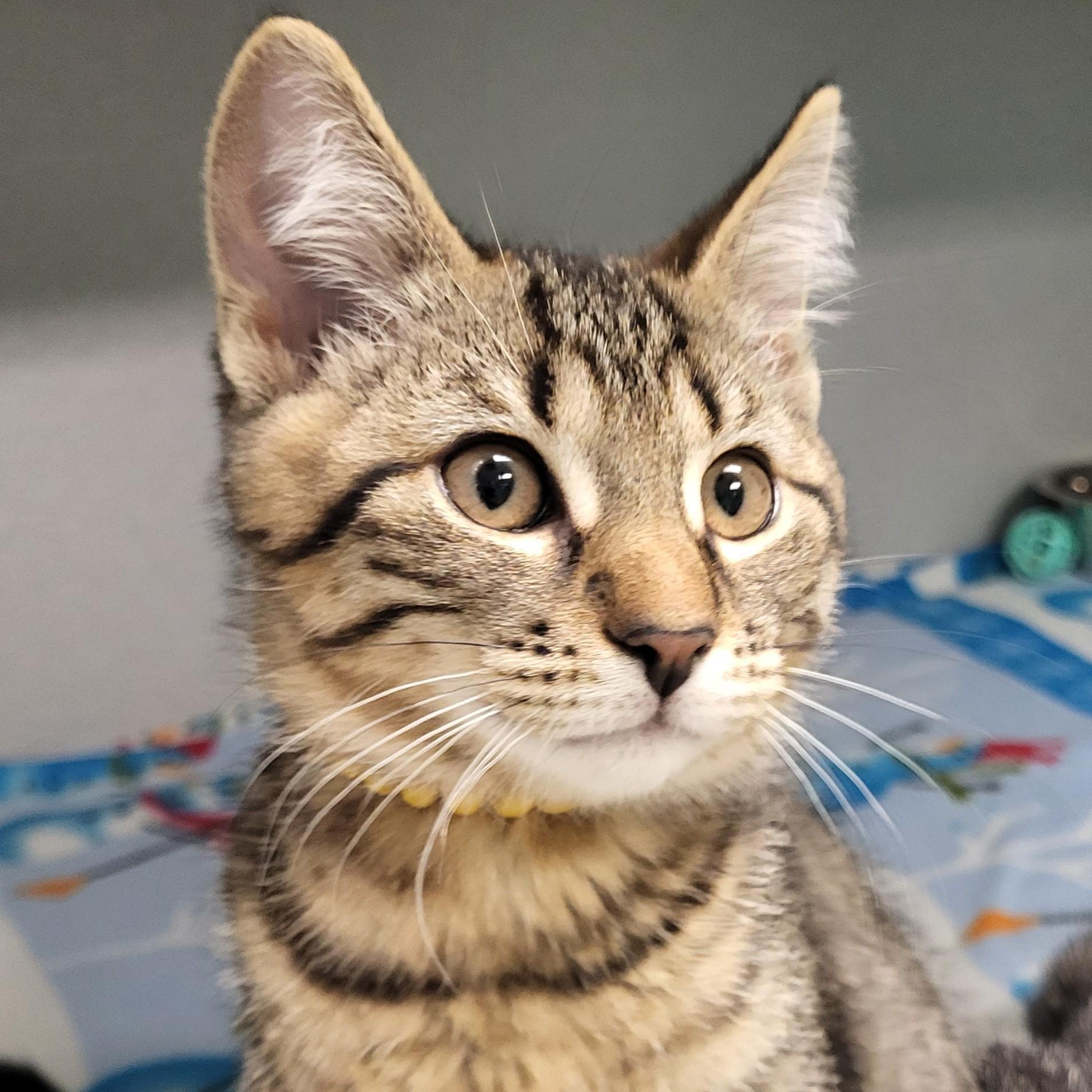 Boggle, an adopted Domestic Short Hair in Grayslake, IL image 1/2