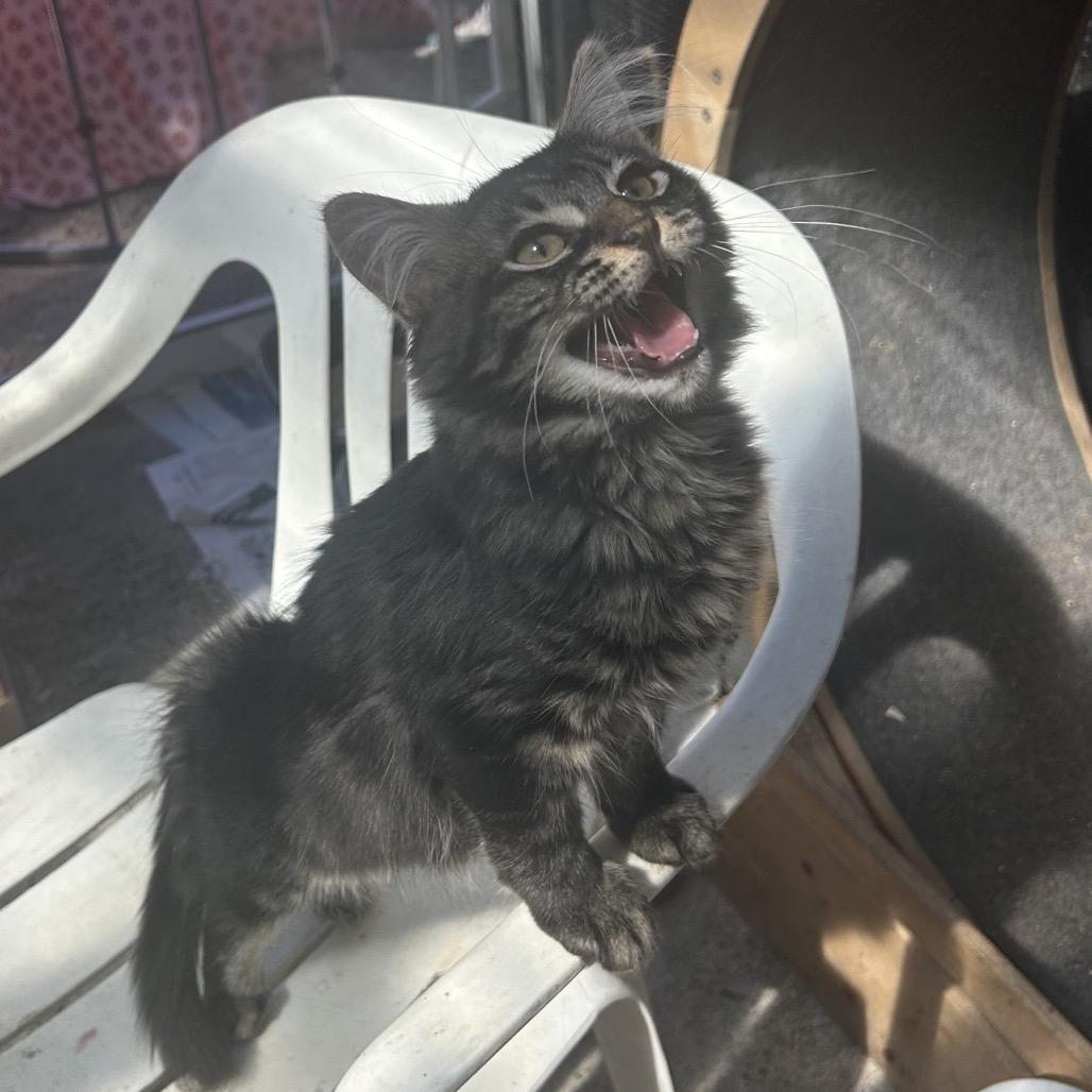 Ayteyu, Adoptable, Kitten Male Domestic Short Hair.