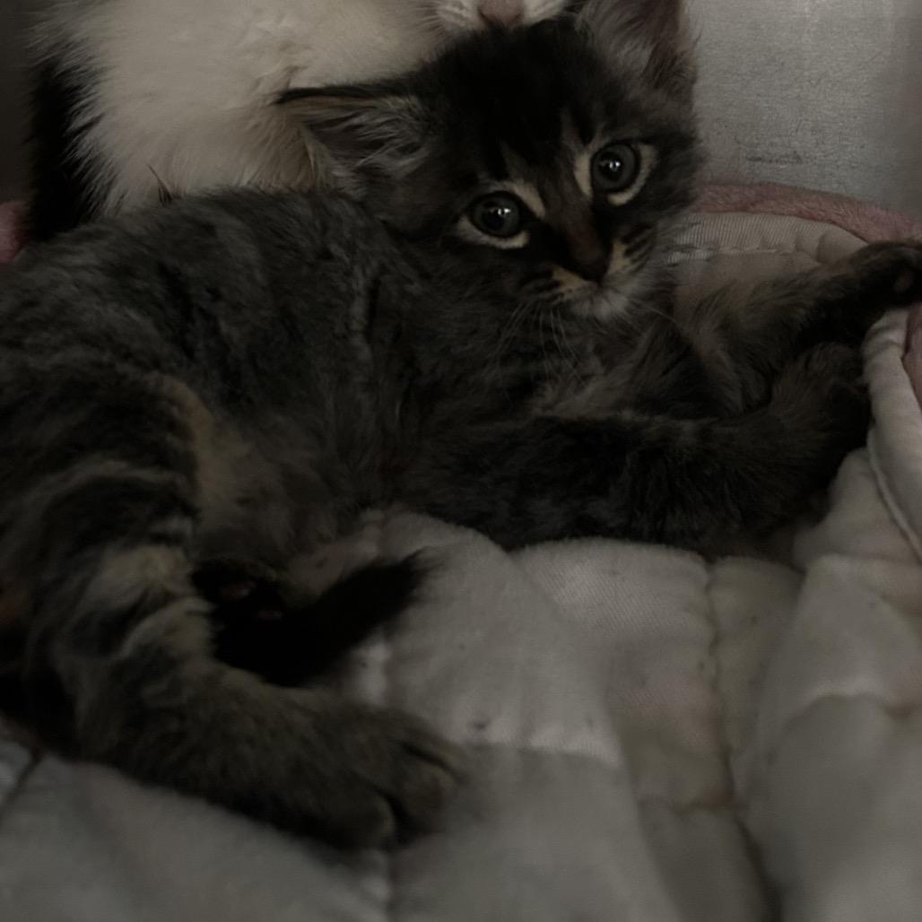 Enlarge Ayteyu, a Adoptable Domestic Short Hair in Veneta, OR image 3/3