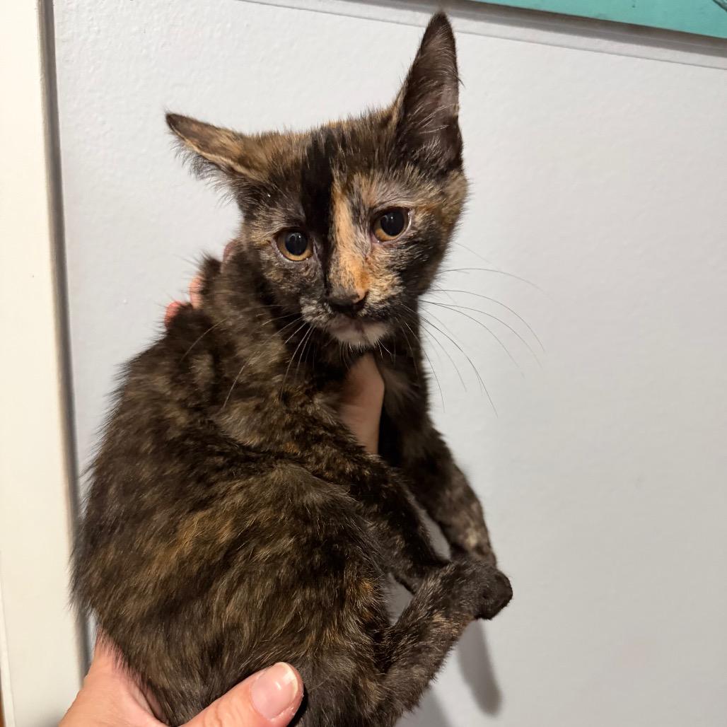 Celine, a Adoptable mixed breed in Simi Valley, CA image 2/2