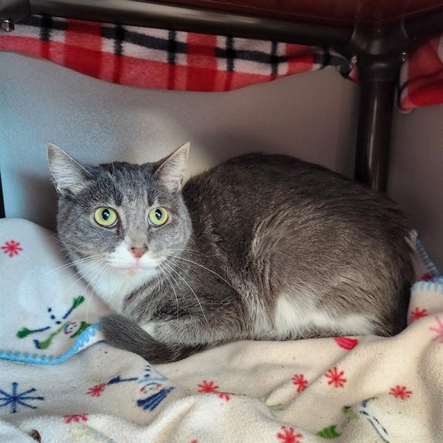 GERALD, Adoptable, Young Male Domestic Short Hair.