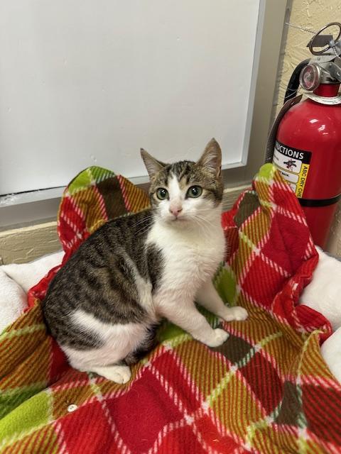 Jigglypuff — thumbnail 2