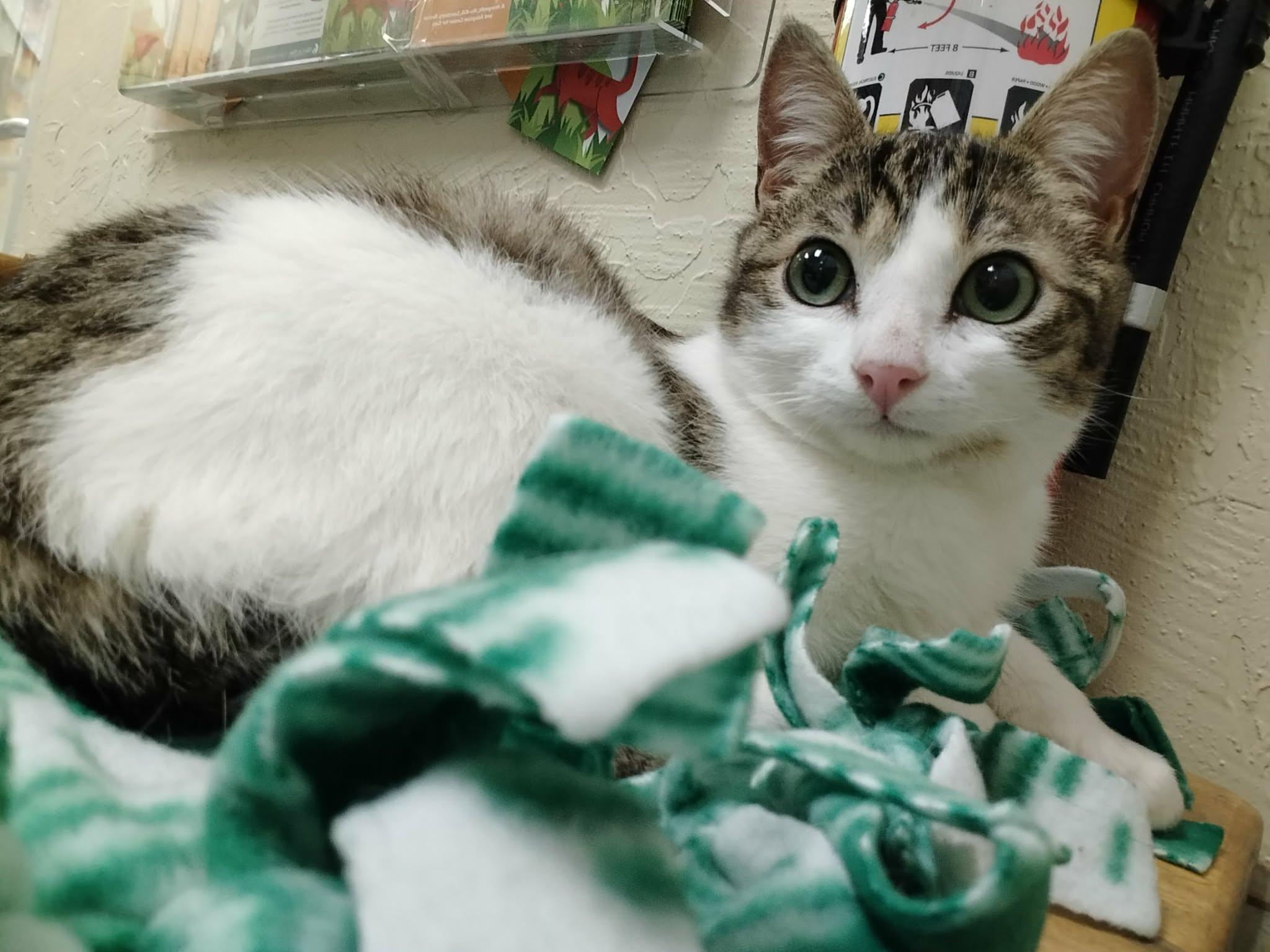 Jigglypuff — thumbnail 3