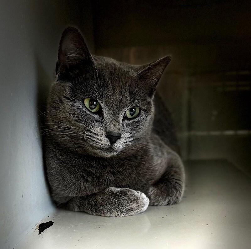 Sylvia, Adoptable, Adult Female Domestic Short Hair.