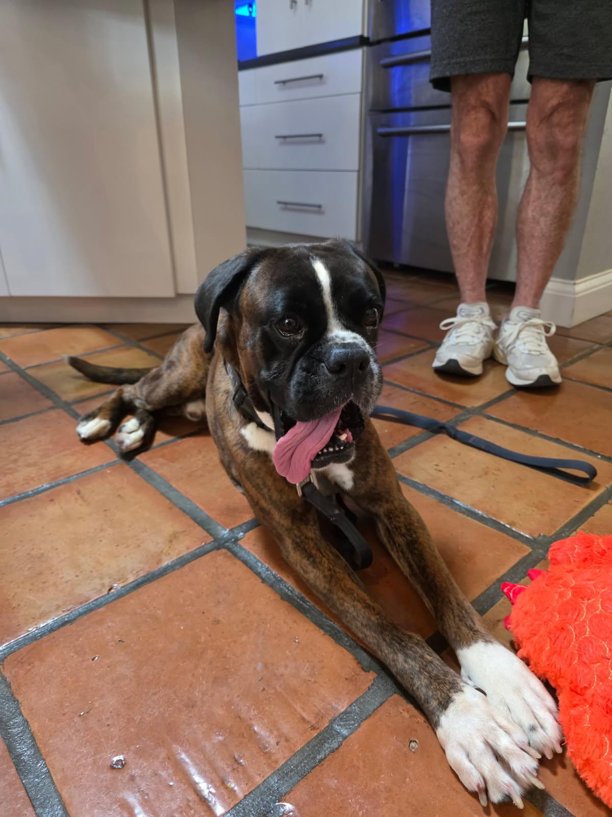 Tou Tou F26-016, Adopted, Adult Male Boxer.