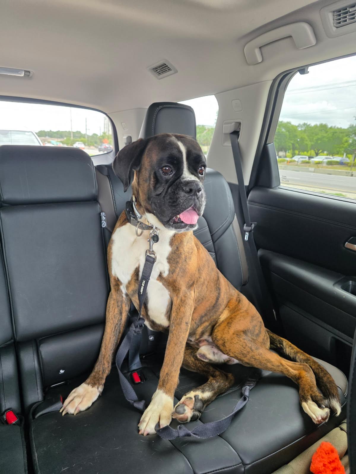 Tou Tou F26-016, a Adopted Boxer in Crestview, FL image 2/3