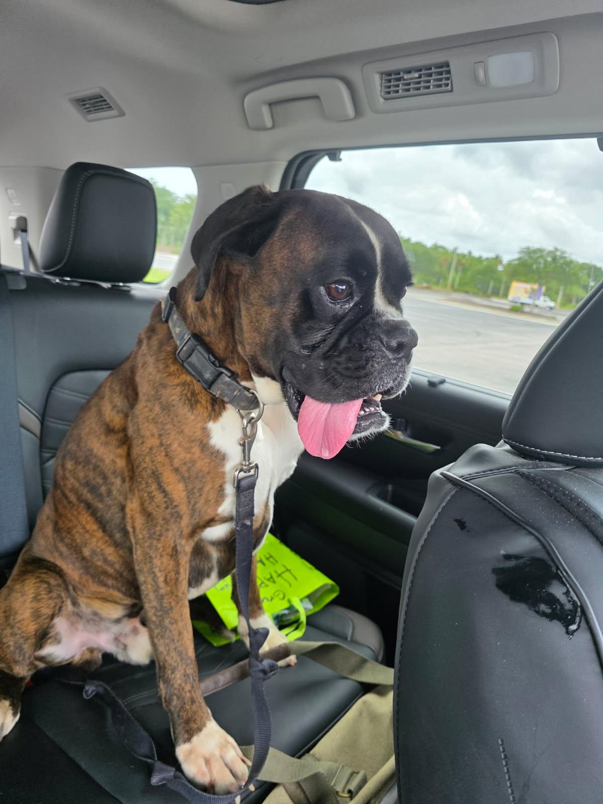 Tou Tou F26-016, a Adopted Boxer in Crestview, FL image 3/3