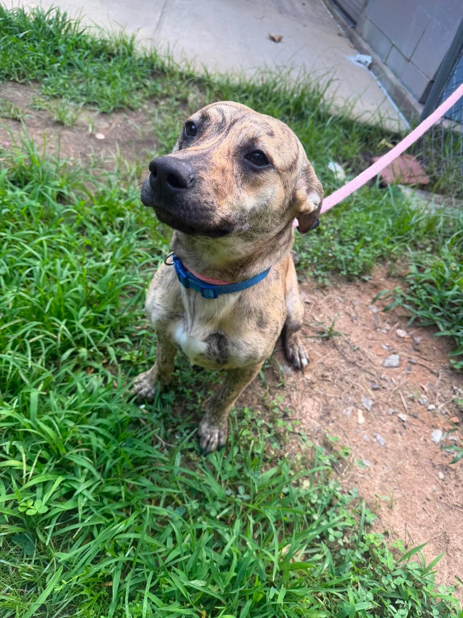 Bruce, a Adoptable mixed breed in Crystal Lake, IL image 3/3
