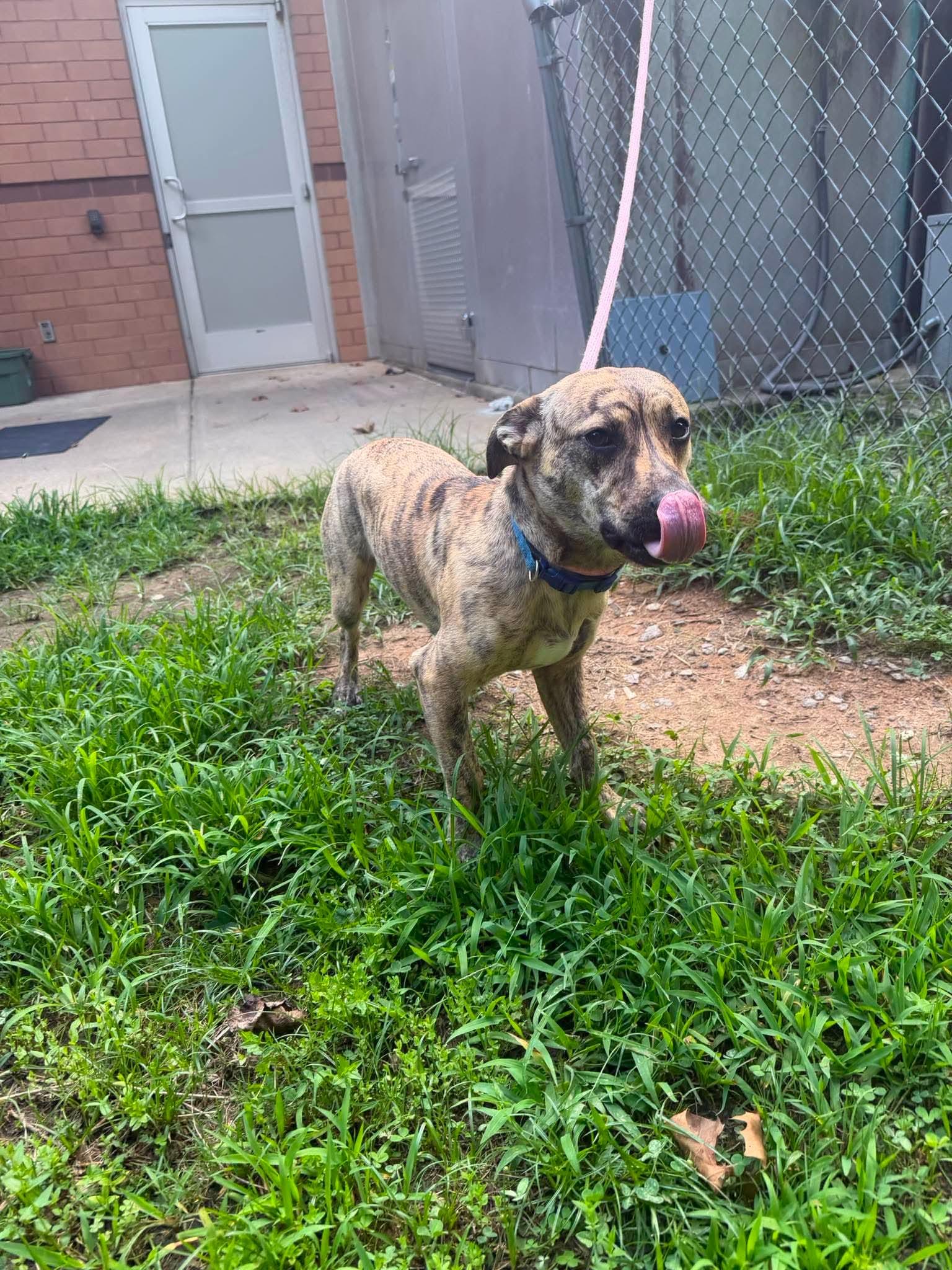 Bruce, a Adoptable mixed breed in Crystal Lake, IL image 2/3
