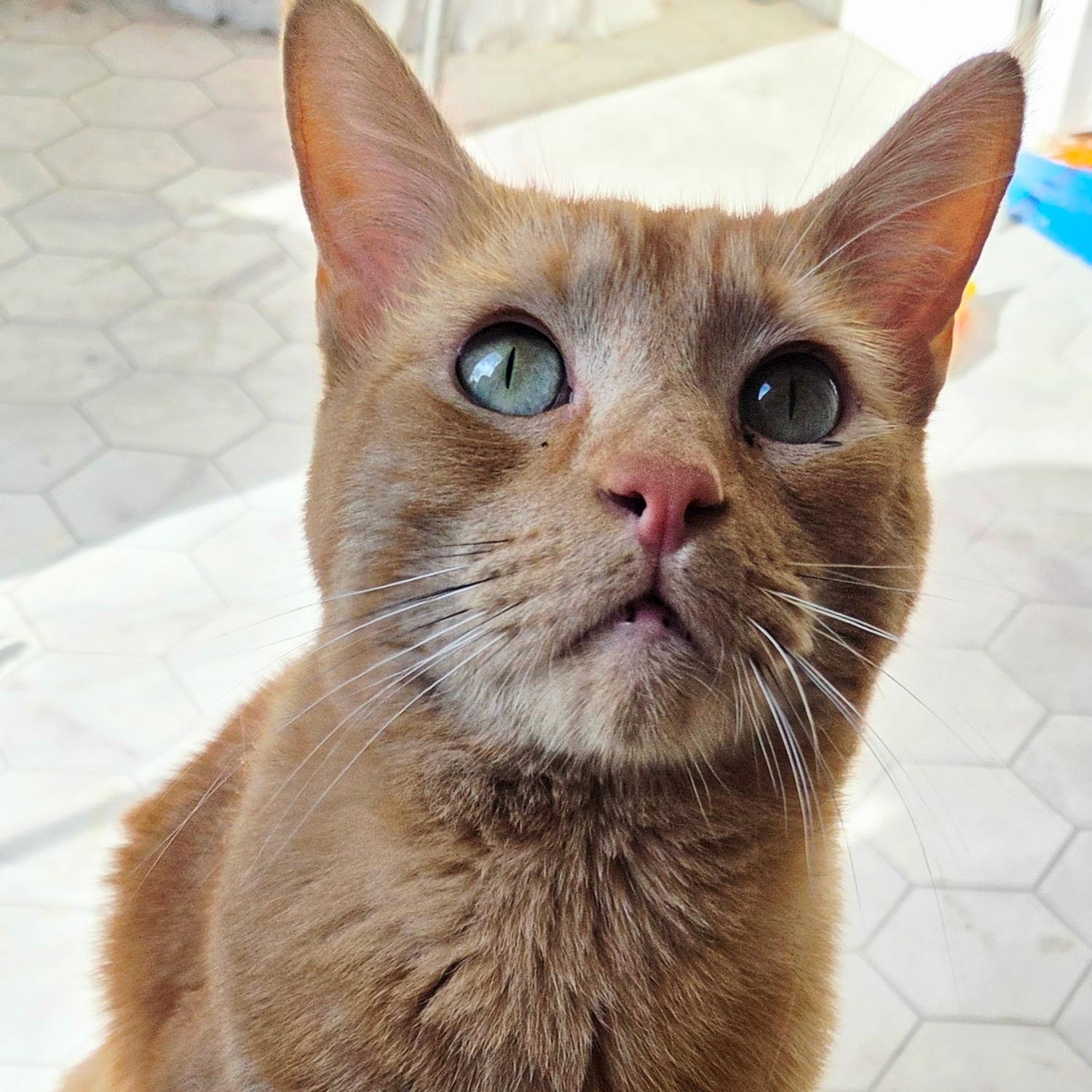 Augustus, a ADOPTABLE Domestic Short Hair in Renton , WA image 1/3
