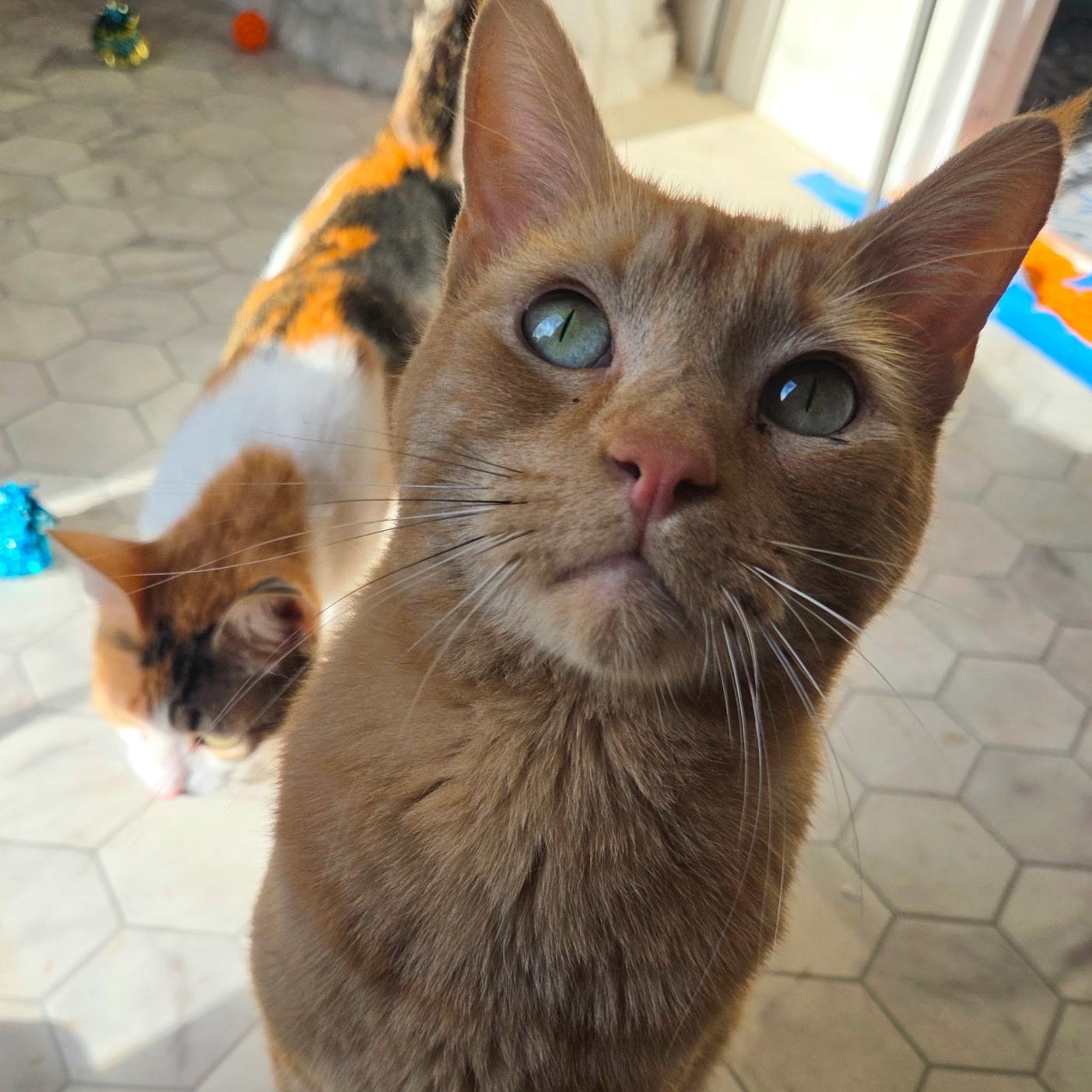 Augustus, a ADOPTABLE Domestic Short Hair in Renton , WA image 3/3