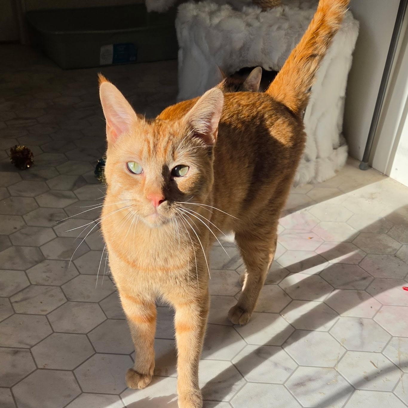 Augustus, a ADOPTABLE Domestic Short Hair in Renton , WA image 2/3