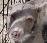 Enlarge Princess Aurora, a Adoptable mixed breed in San Luis, CO image 2/2