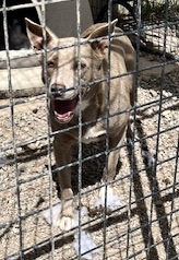 Enlarge Princess Aurora, a Adoptable mixed breed in San Luis, CO image 1/2