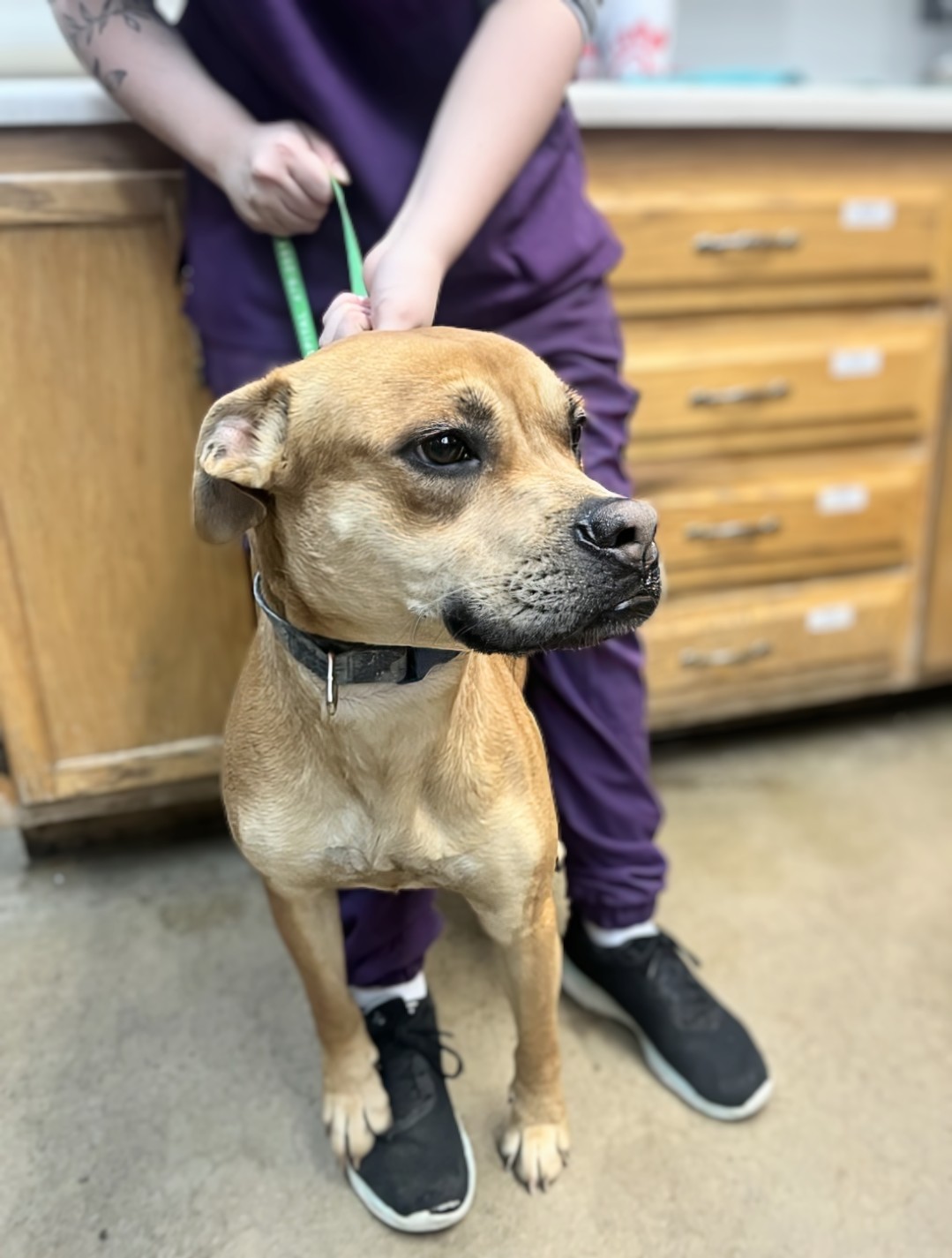 Sergie, a Adoptable mixed breed in Maryville, TN image 1/2