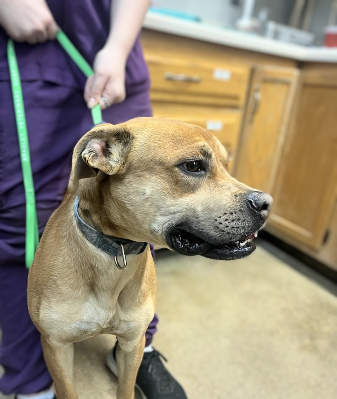 Sergie, a Adoptable mixed breed in Maryville, TN image 2/2