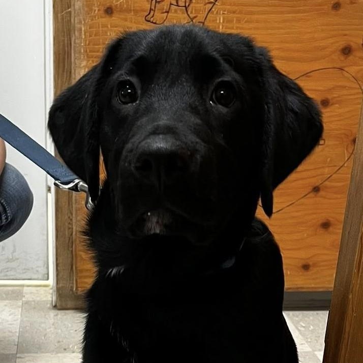Bebe, Young Male Labrador Retriever