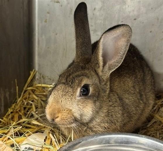 STELLA, Adoptable, Adult Female Bunny Rabbit.