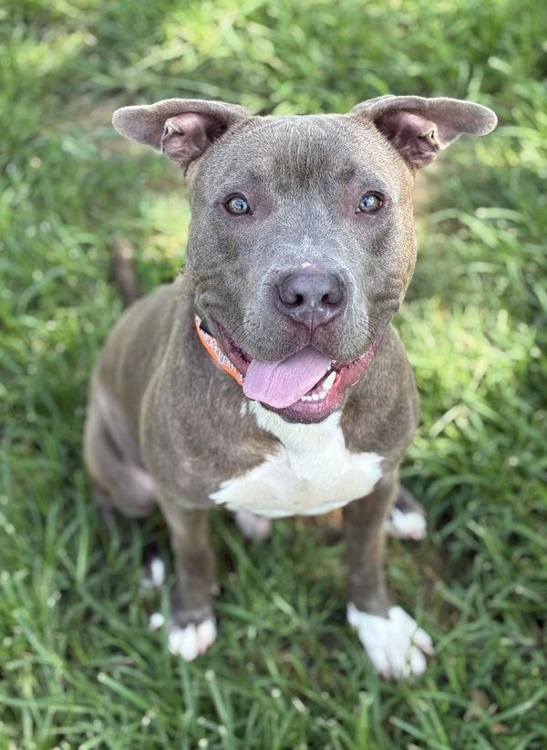 Enlarge Teen Dream, a Adoptable mixed breed in Richmond, VA image 1/1