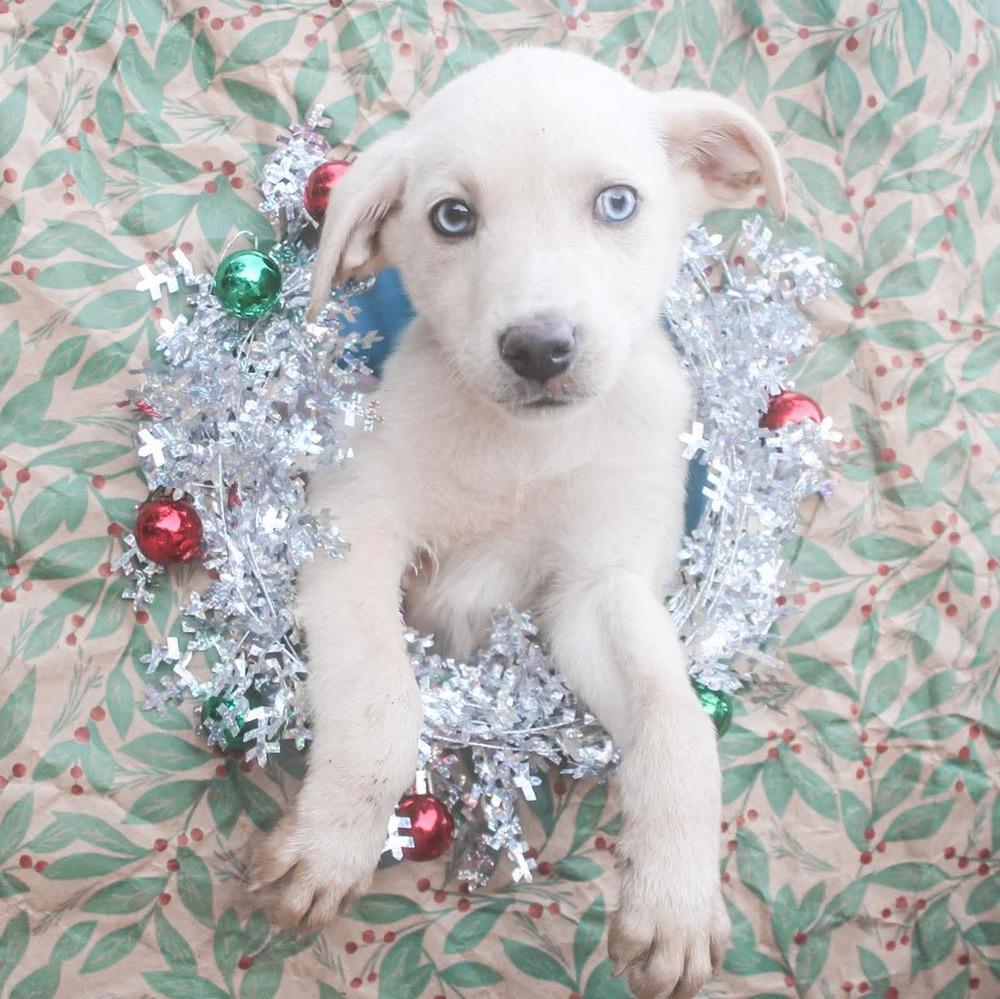 Sgaeyl, Adoptable, Puppy Female Mixed Breed.