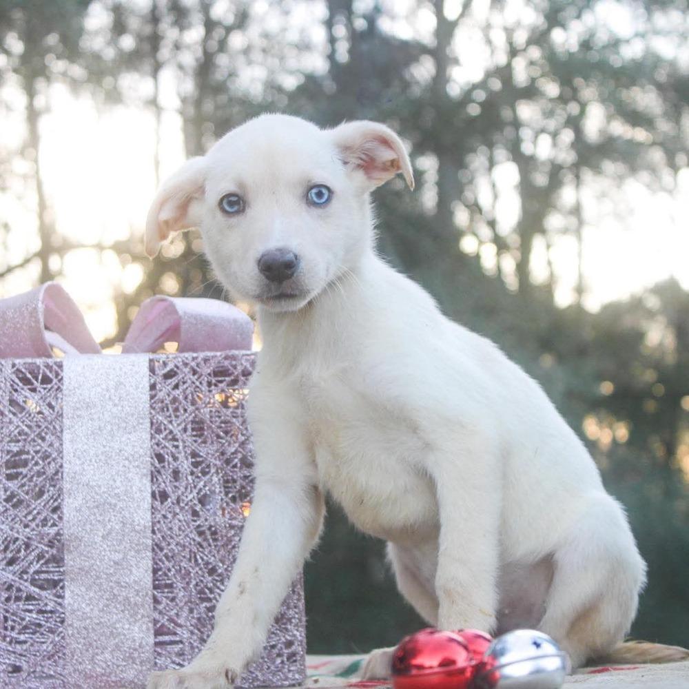 Enlarge Sgaeyl, a Adoptable mixed breed in Groveland, MA image 2/5