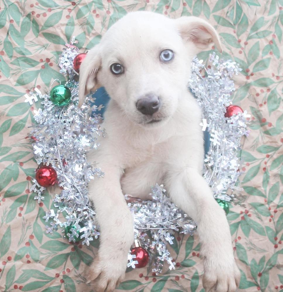 Enlarge Sgaeyl, a Adoptable mixed breed in Groveland, MA image 3/5