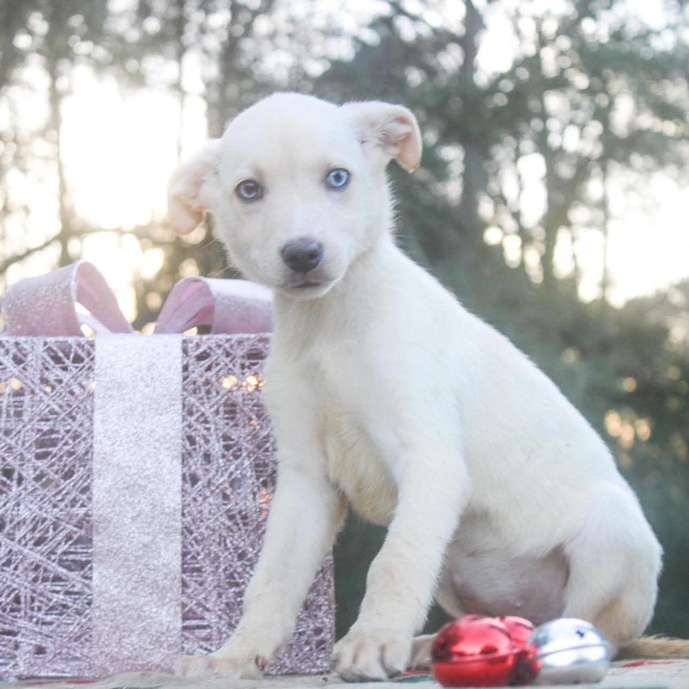 Enlarge Sgaeyl, a Adoptable mixed breed in Groveland, MA image 5/5