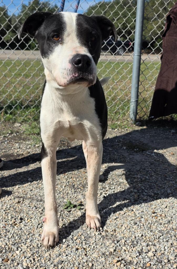 Enlarge Rex, a Adoptable mixed breed in Rockport, TX image 1/3