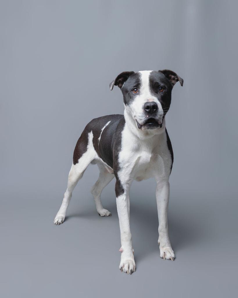 Enlarge Rex, a Adoptable mixed breed in Rockport, TX image 2/6