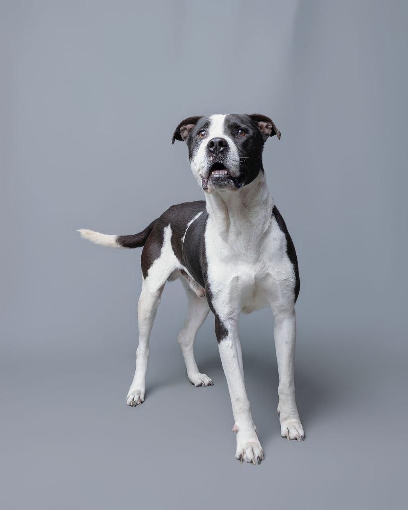 Enlarge Rex, a Adoptable mixed breed in Rockport, TX image 3/6