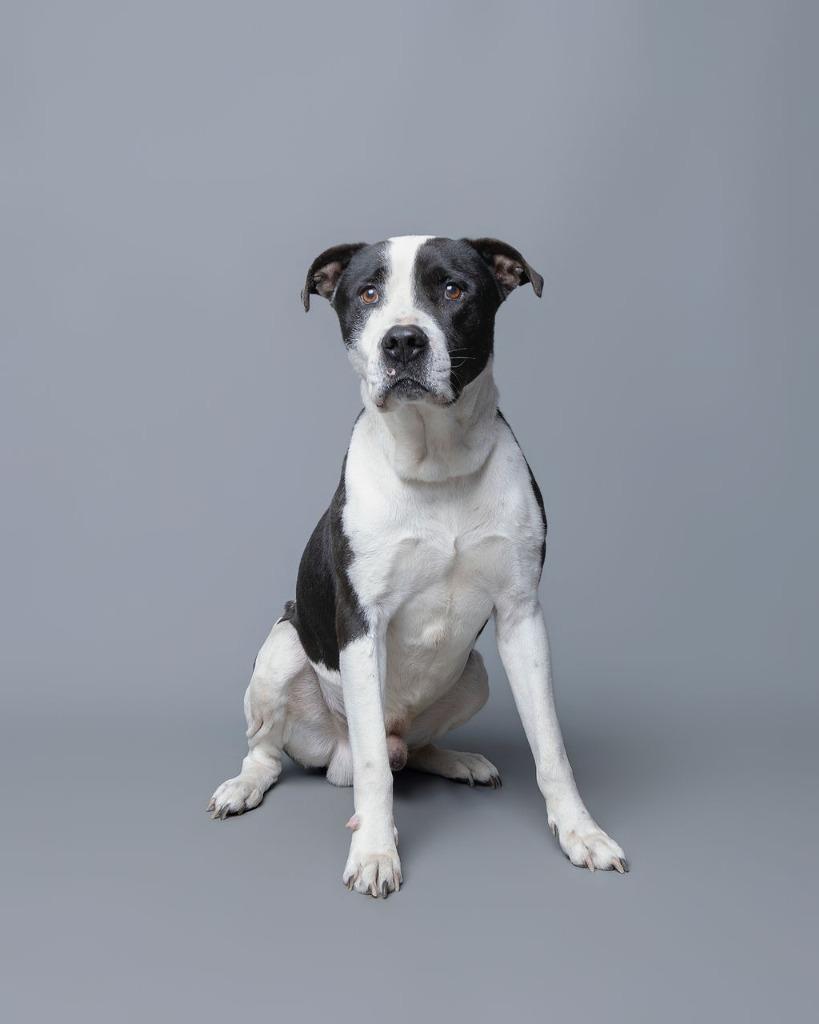 Enlarge Rex, a Adoptable mixed breed in Rockport, TX image 4/6