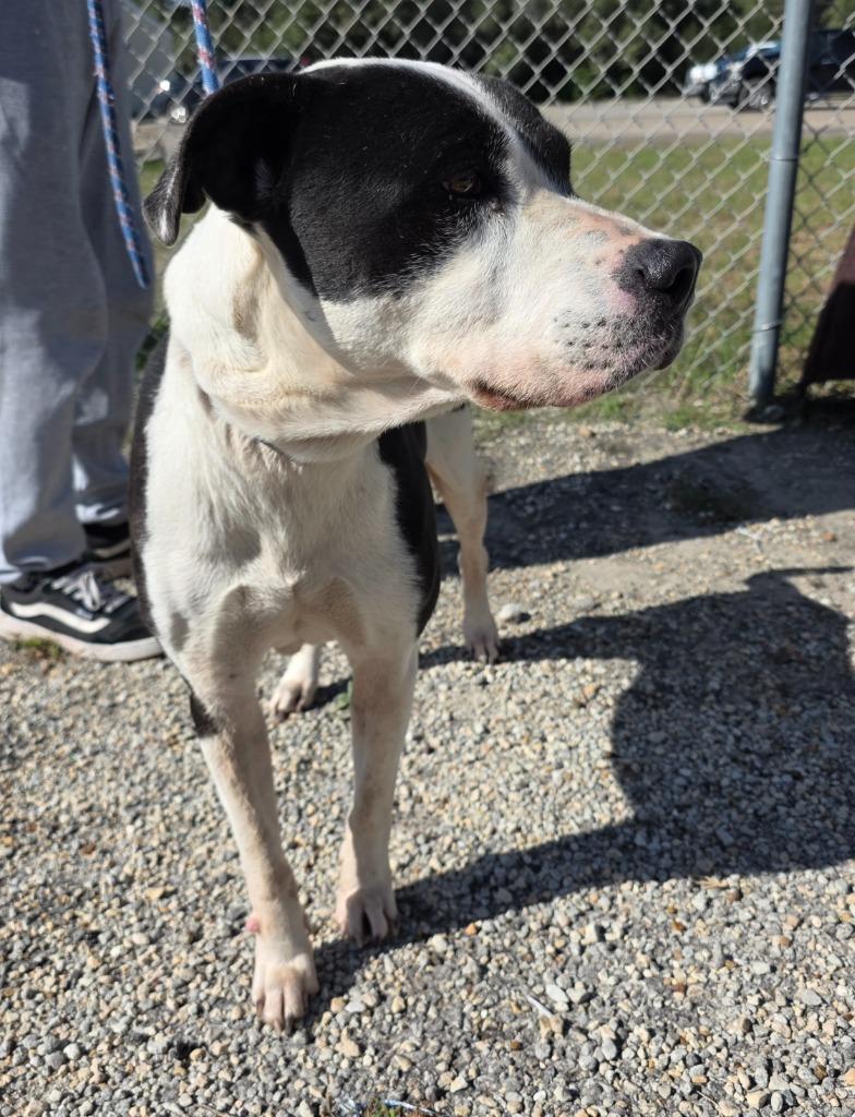 Enlarge Rex, a Adoptable mixed breed in Rockport, TX image 5/6