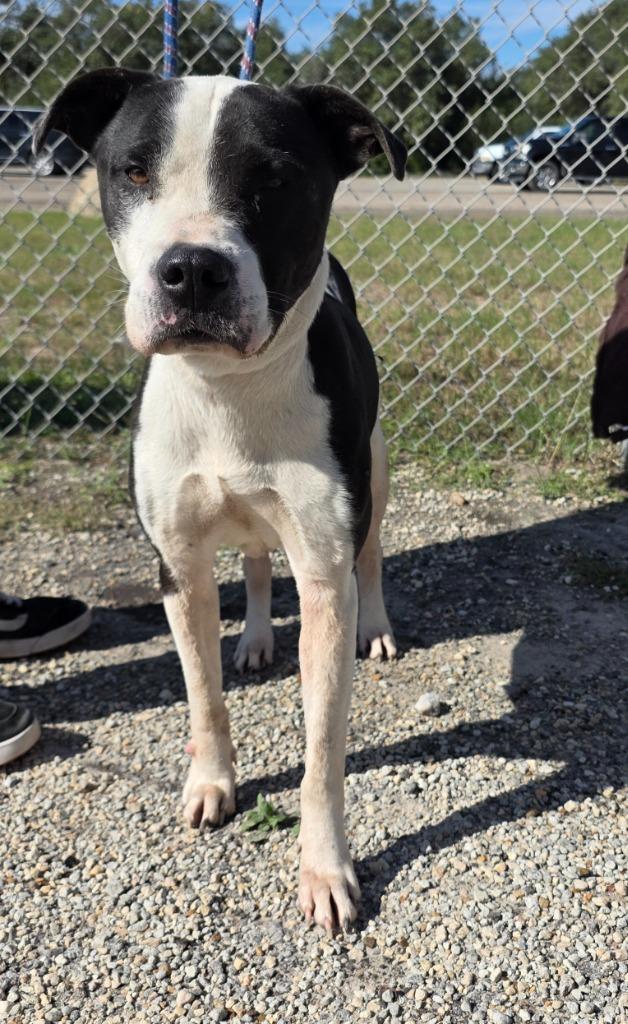Enlarge Rex, a Adoptable mixed breed in Rockport, TX image 3/3