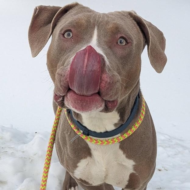 Jill (ID 49947/152), a ADOPTABLE Pit Bull Terrier in Manassas, VA image 2/2