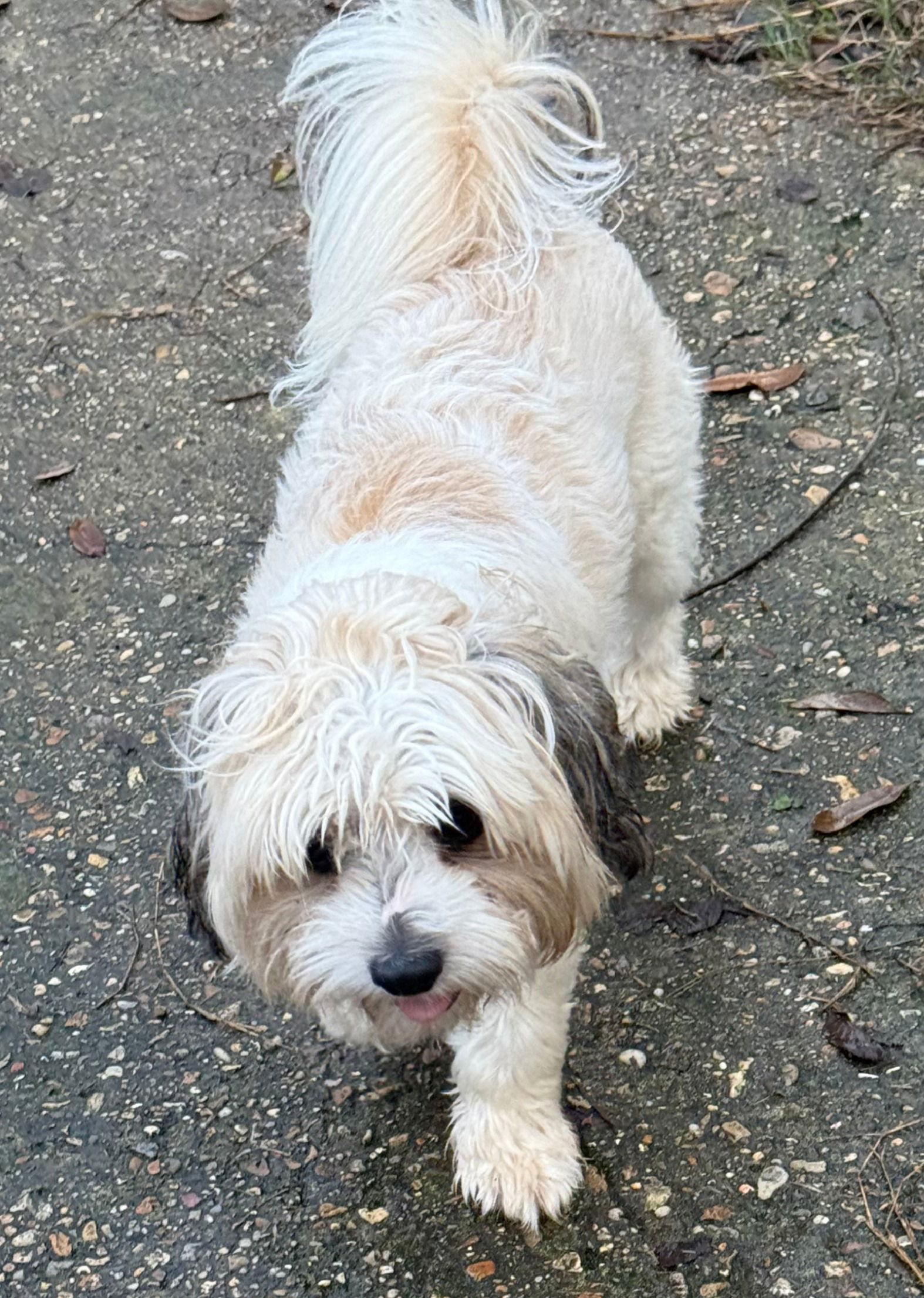 Enlarge Lil Bear, a Adopted Shih Tzu in Oakhurst, NJ image 1/3
