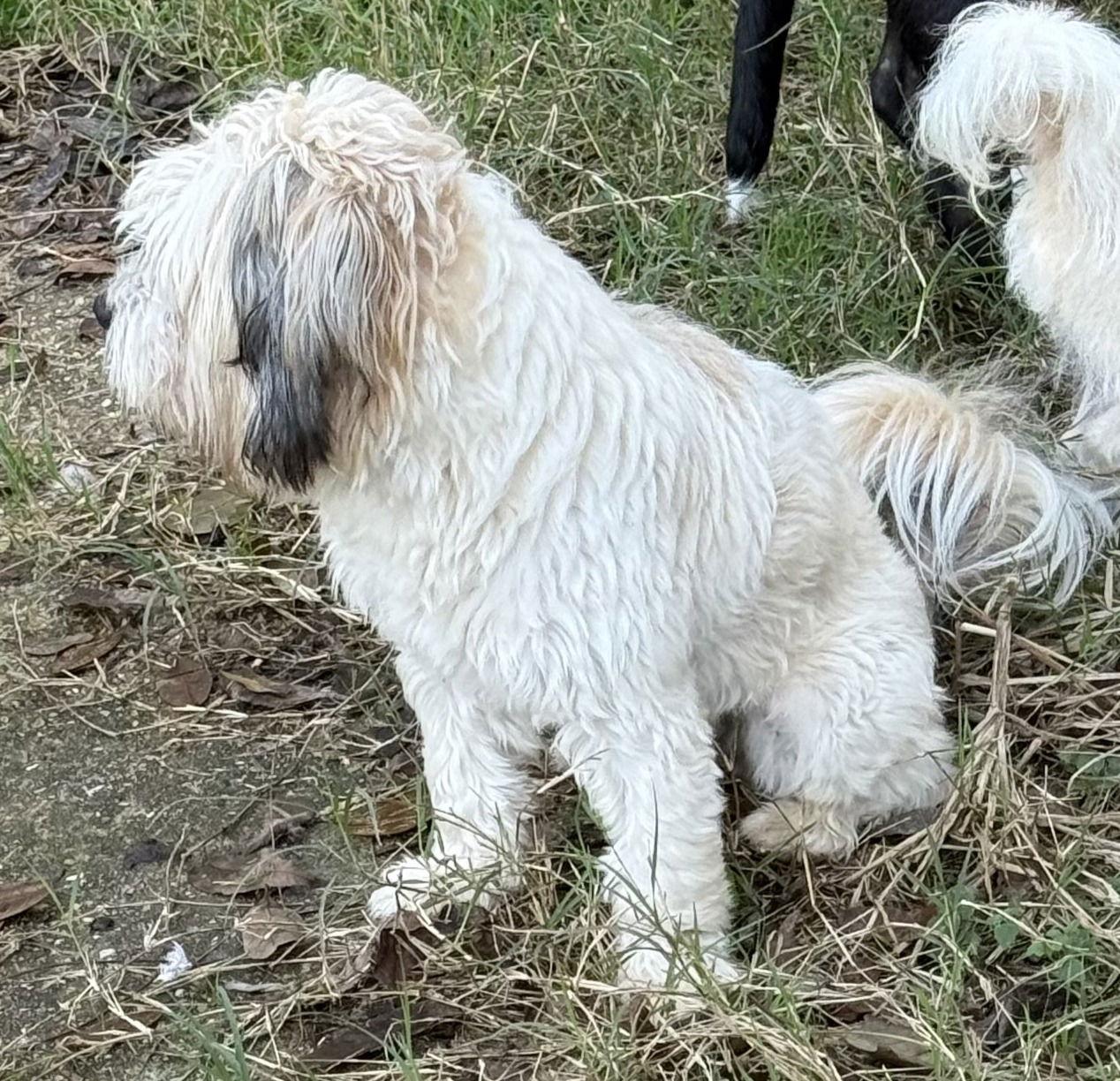 Enlarge Lil Bear, a Adopted Shih Tzu in Oakhurst, NJ image 2/3