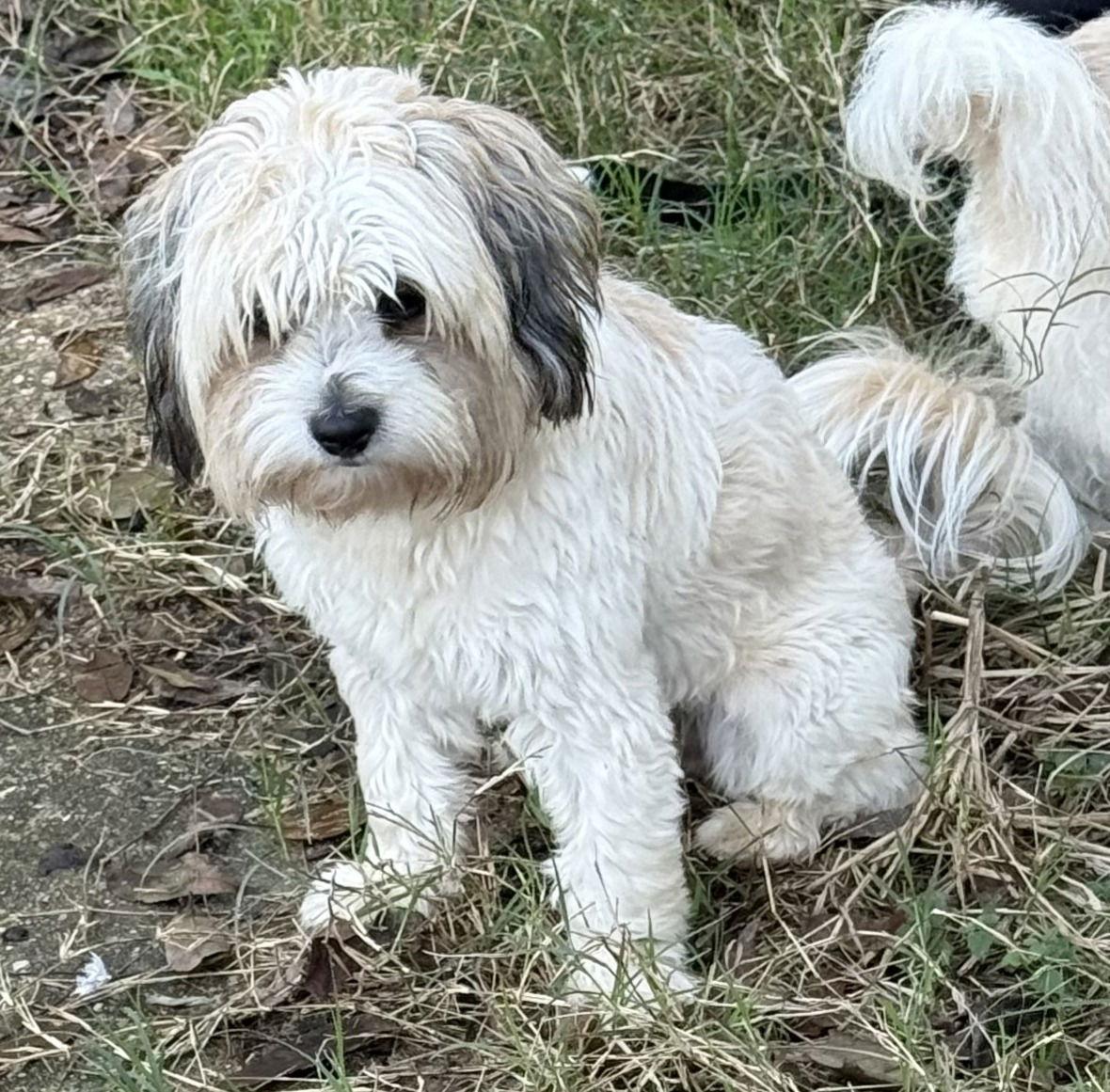 Enlarge Lil Bear, a Adopted Shih Tzu in Oakhurst, NJ image 3/3