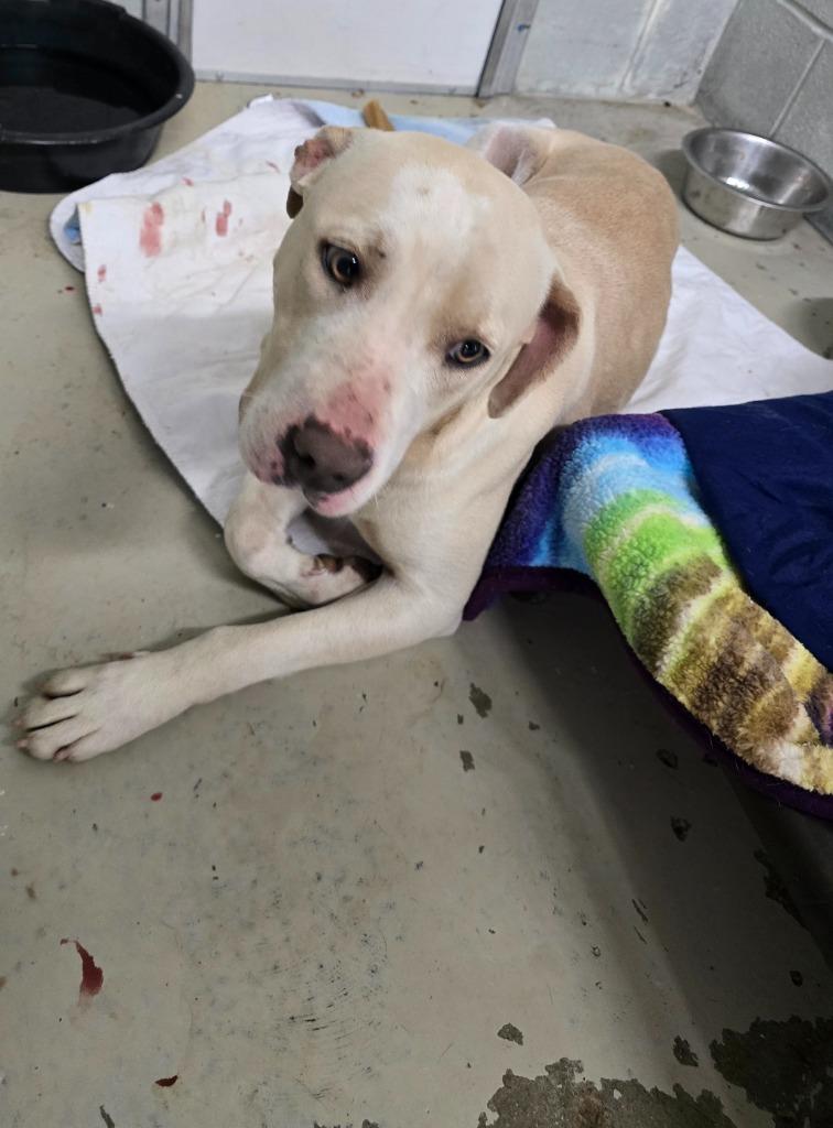 Stella, Adoptable, Adult Female Pit Bull Terrier.