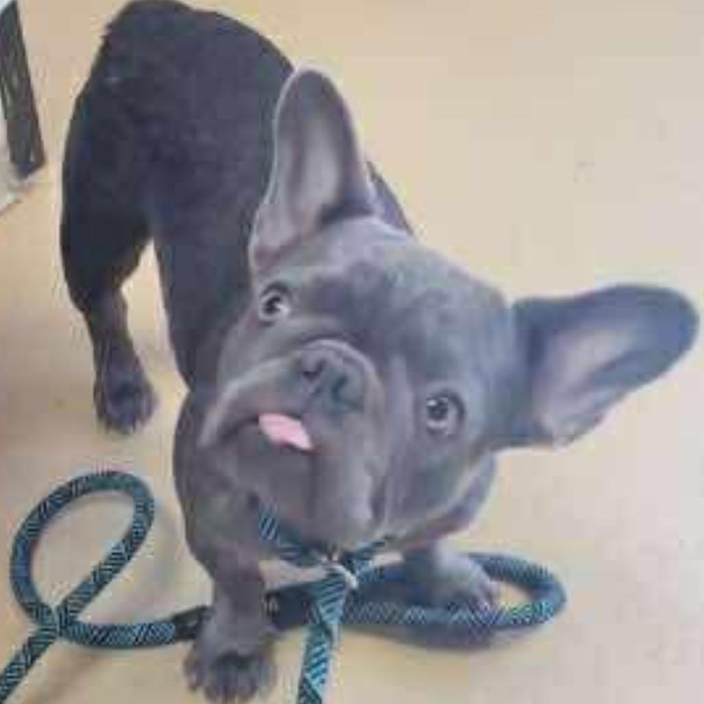 Gypsy, a Adoptable French Bulldog in Baton Rouge, LA image 1/2