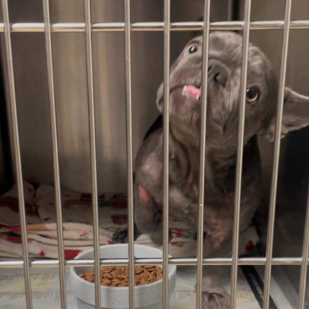 Gypsy, Adoptable, Young Female French Bulldog.