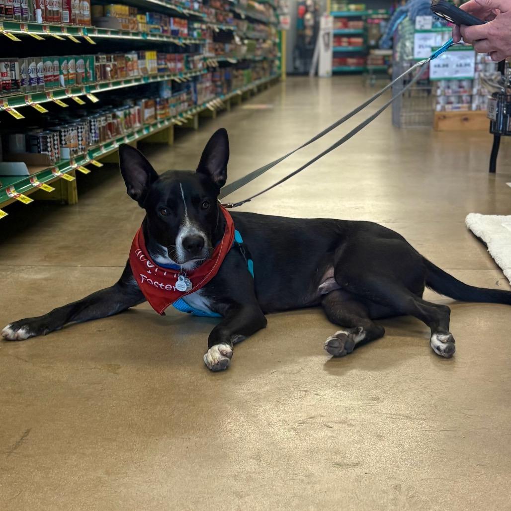 Guenther, Adoptable, Young Male Black Labrador Retriever & Mixed Breed.